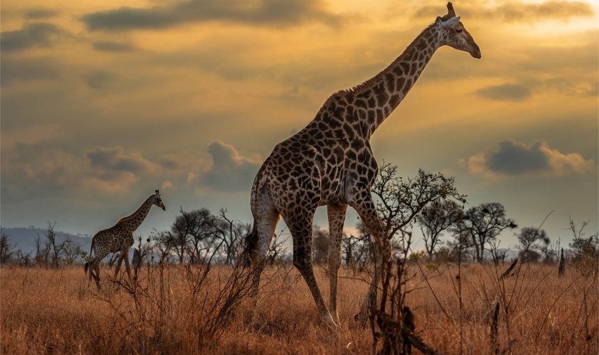 Lo mejor de Tanzania con Zanzíbar